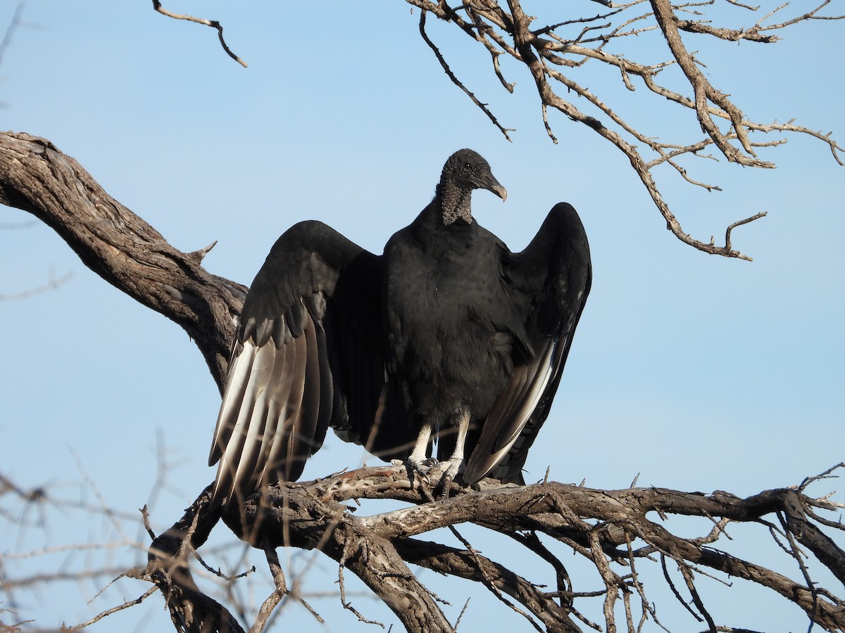 Black Vulture - ML617994560