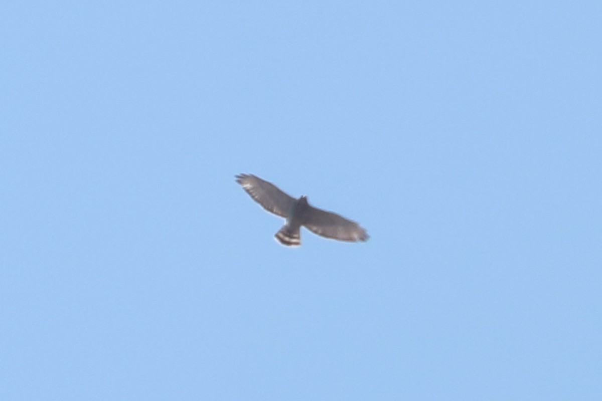 Broad-winged Hawk - ML617994562
