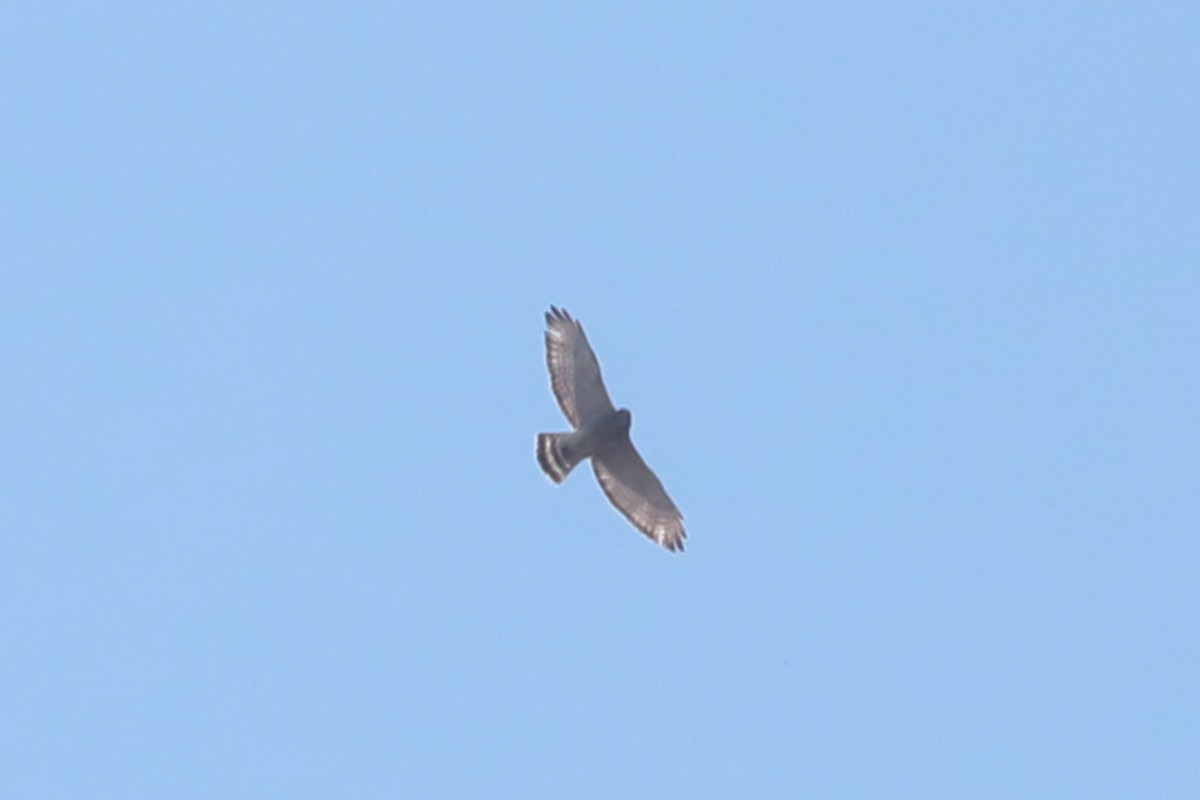 Broad-winged Hawk - ML617994563