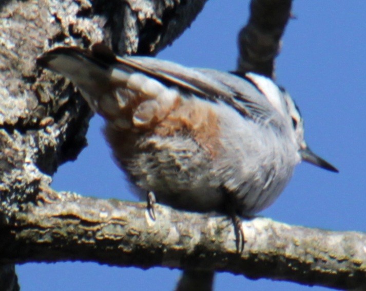 White-breasted Nuthatch (Eastern) - ML617994603
