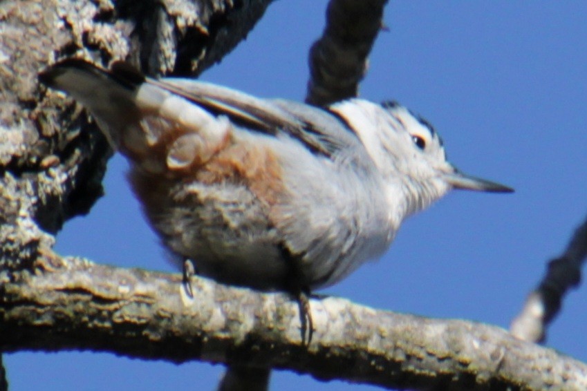 White-breasted Nuthatch (Eastern) - ML617994604
