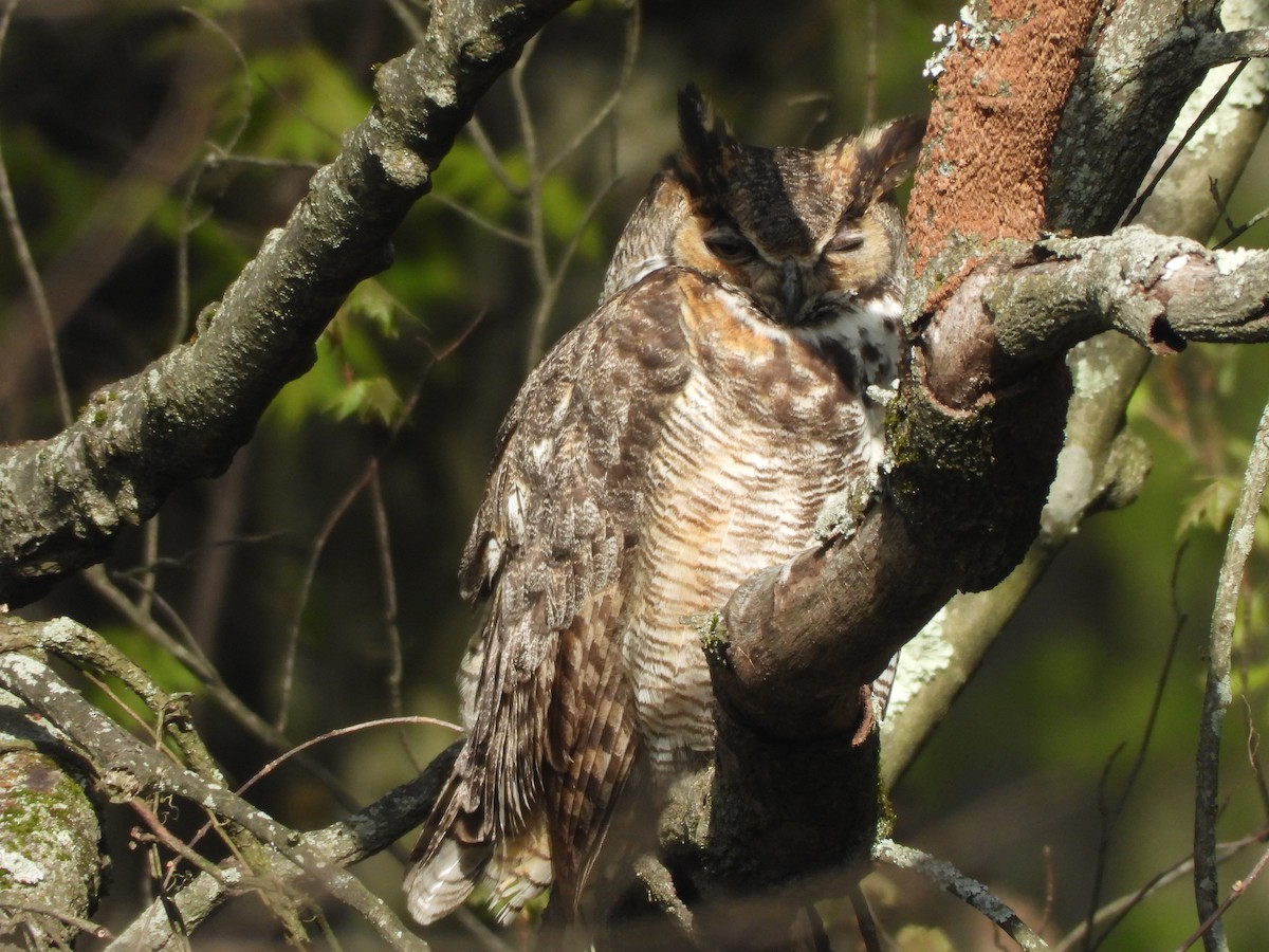 Great Horned Owl - ML617994630