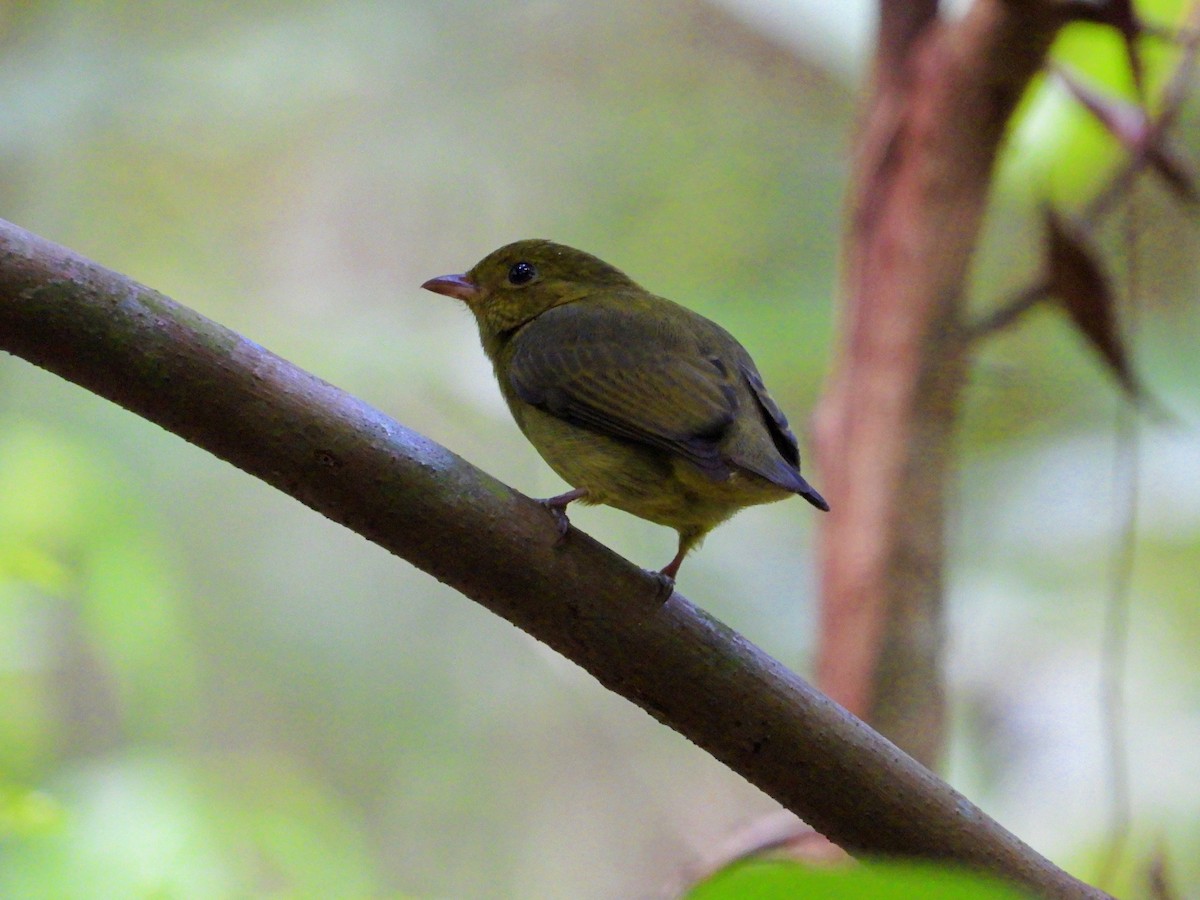 Red-capped Manakin - ML617994673