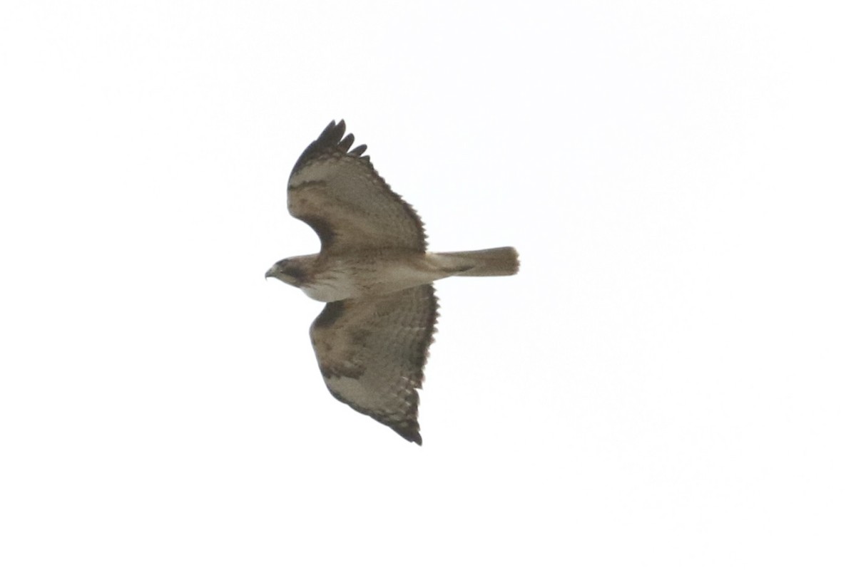 Red-tailed Hawk - ML617994686