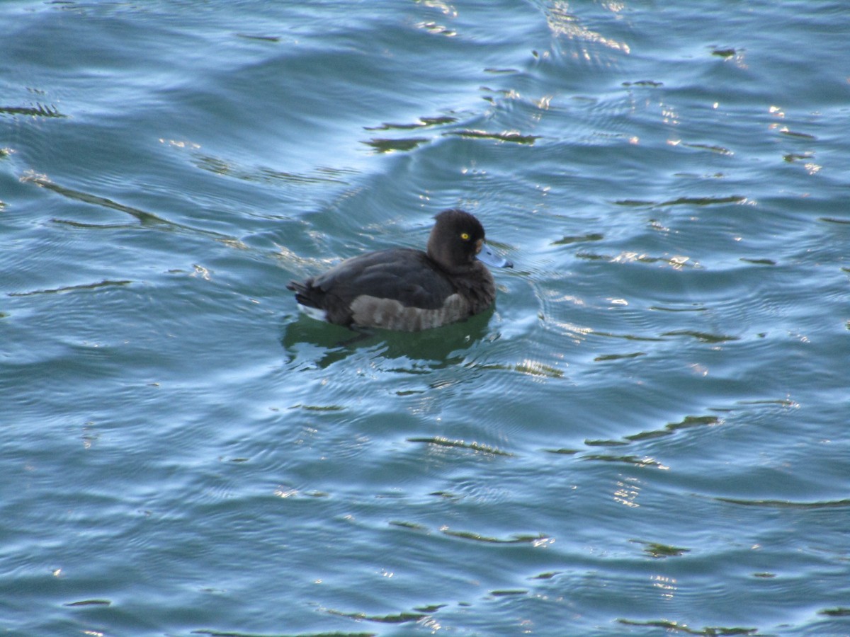 Tufted Duck - ML617994701