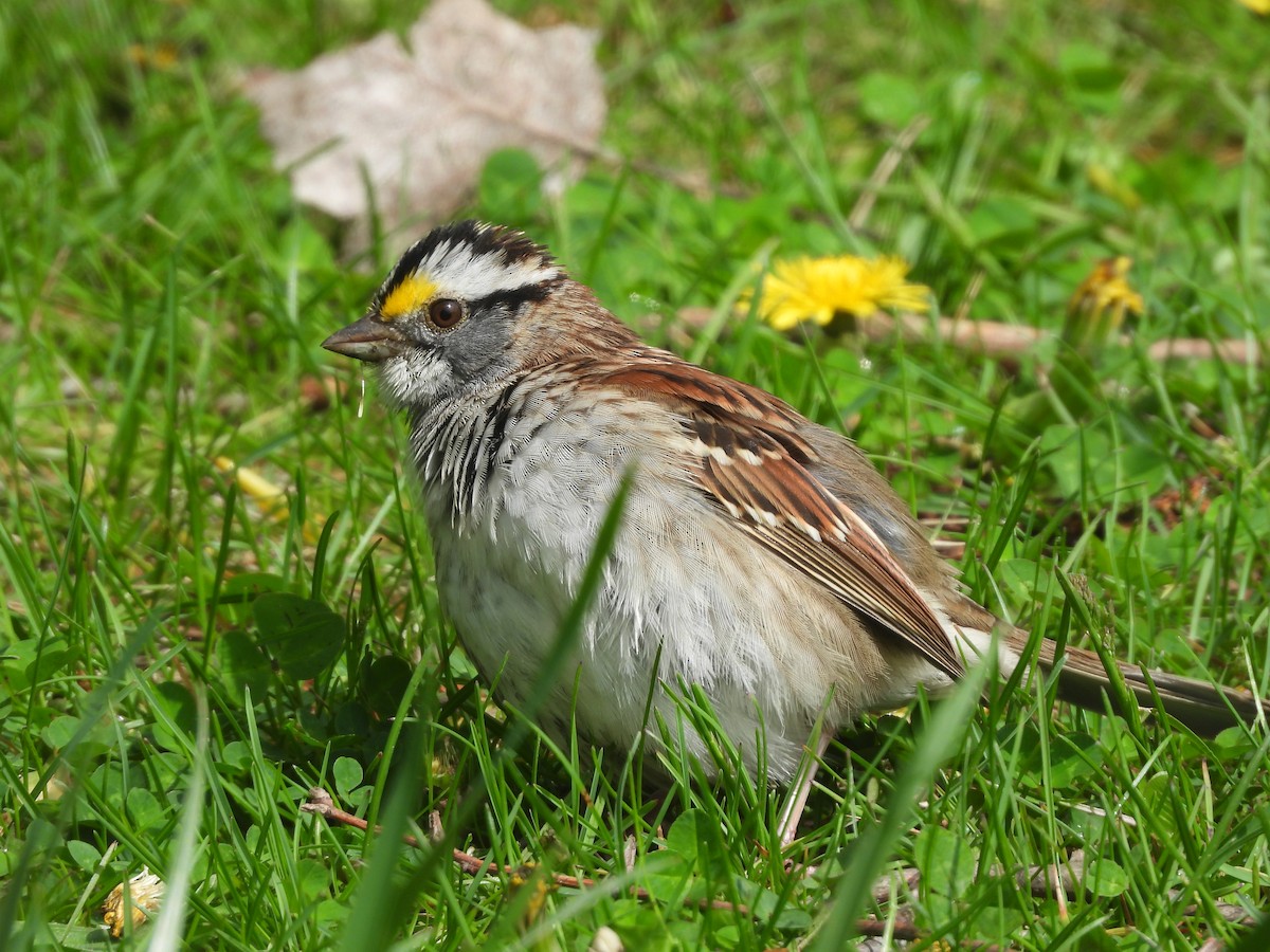 White-throated Sparrow - ML617994724