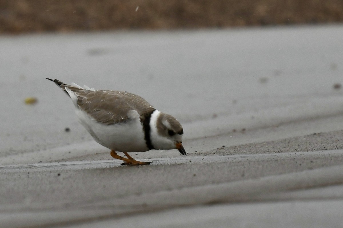 Piping Plover - ML617994759