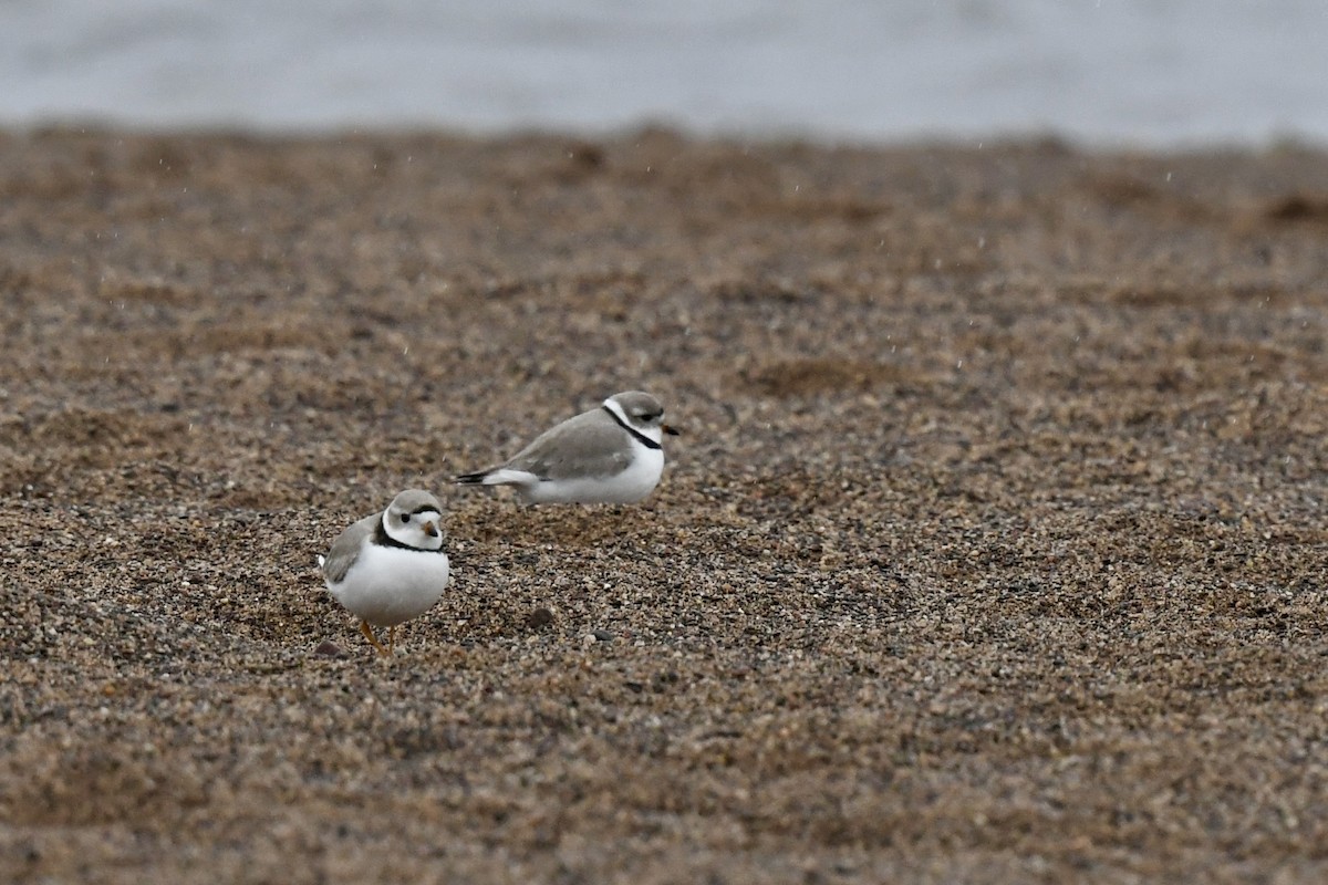 Piping Plover - ML617994760