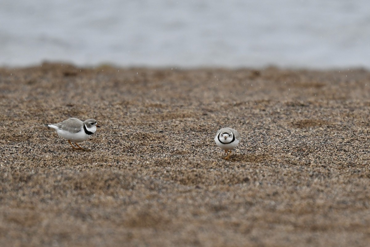 Piping Plover - ML617994761