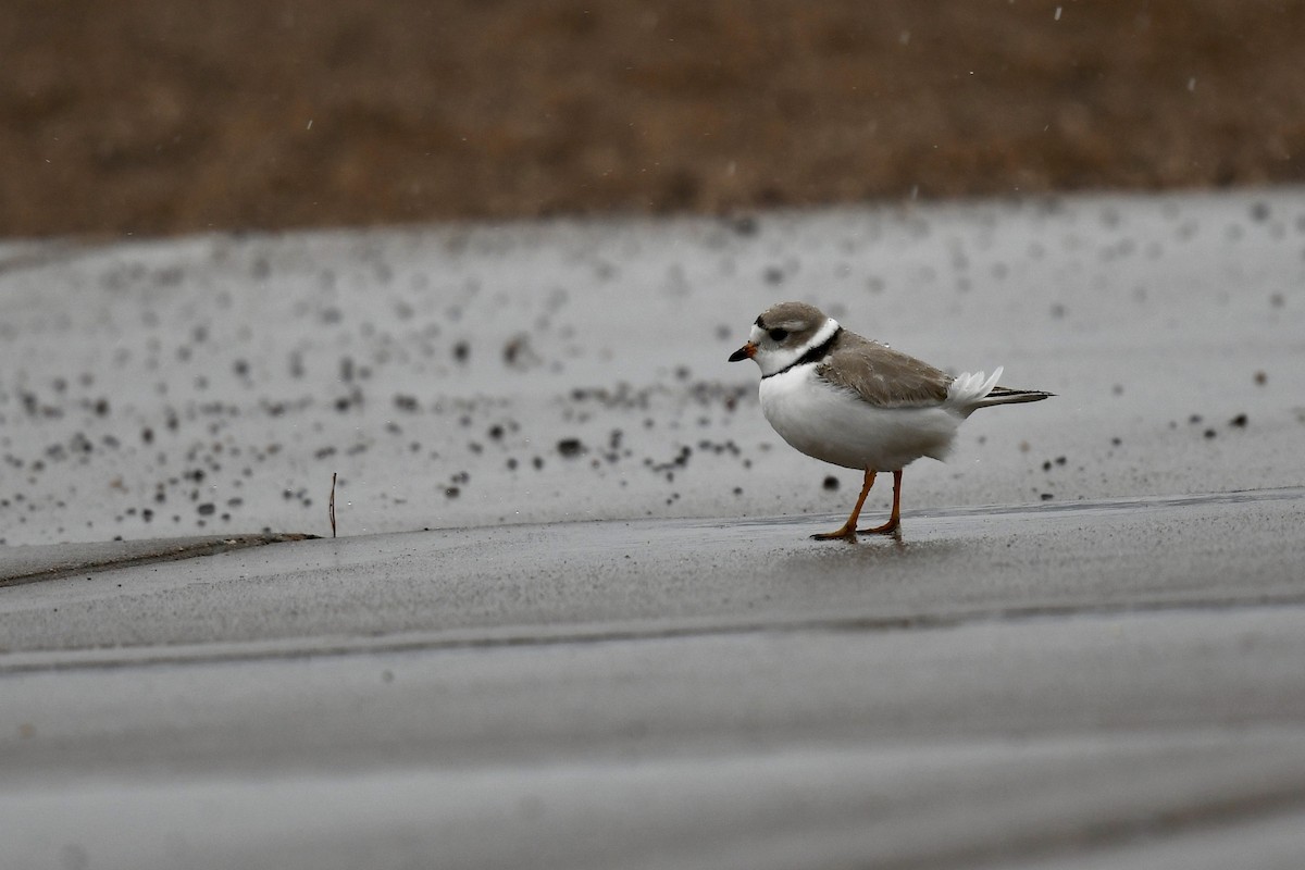 Piping Plover - ML617994762