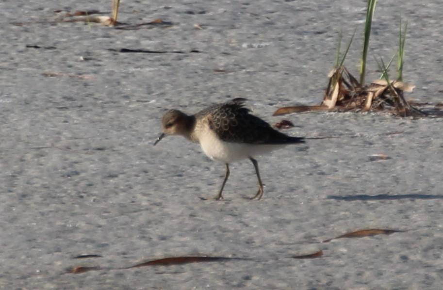 Buff-breasted Sandpiper - Gary Leavens