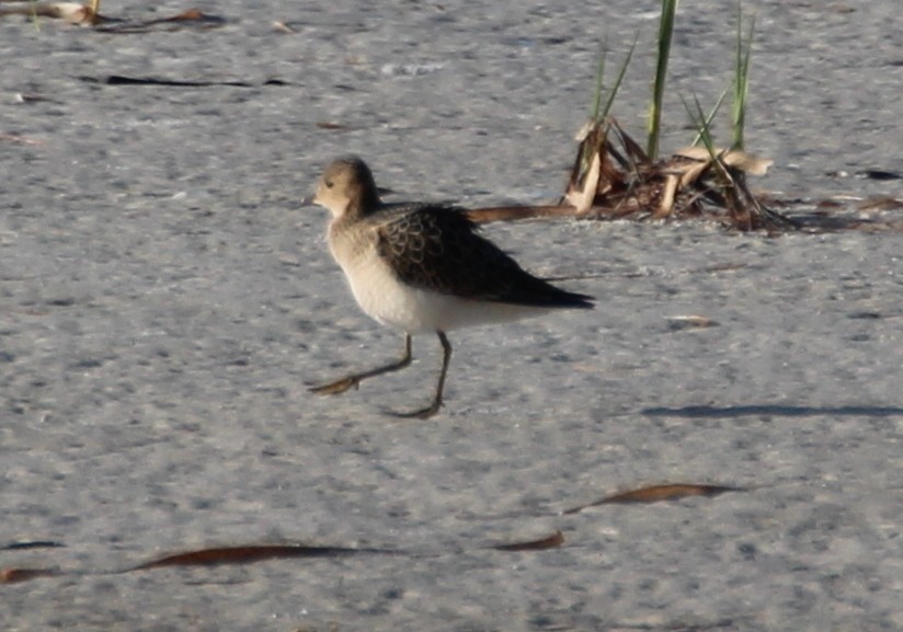 Buff-breasted Sandpiper - Gary Leavens