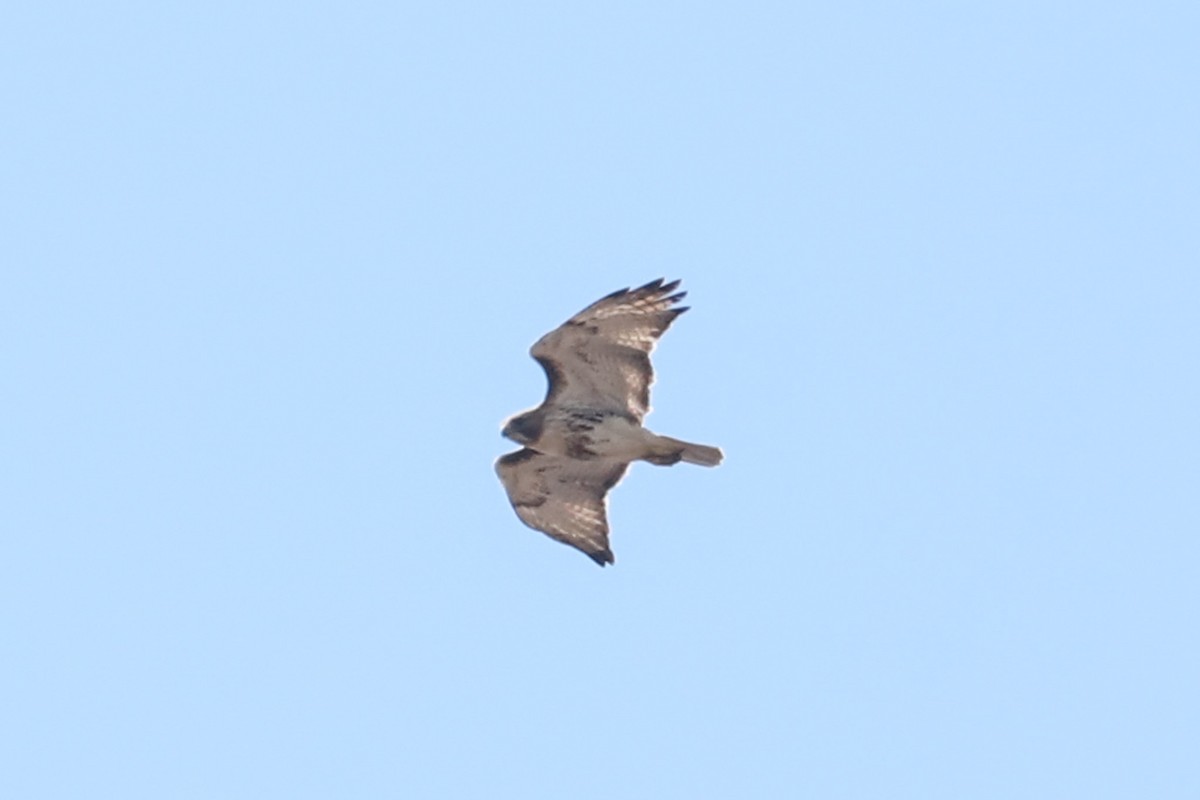 Red-tailed Hawk - ML617994785