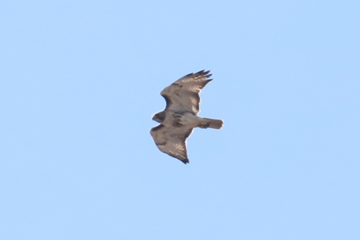 Red-tailed Hawk - ML617994786
