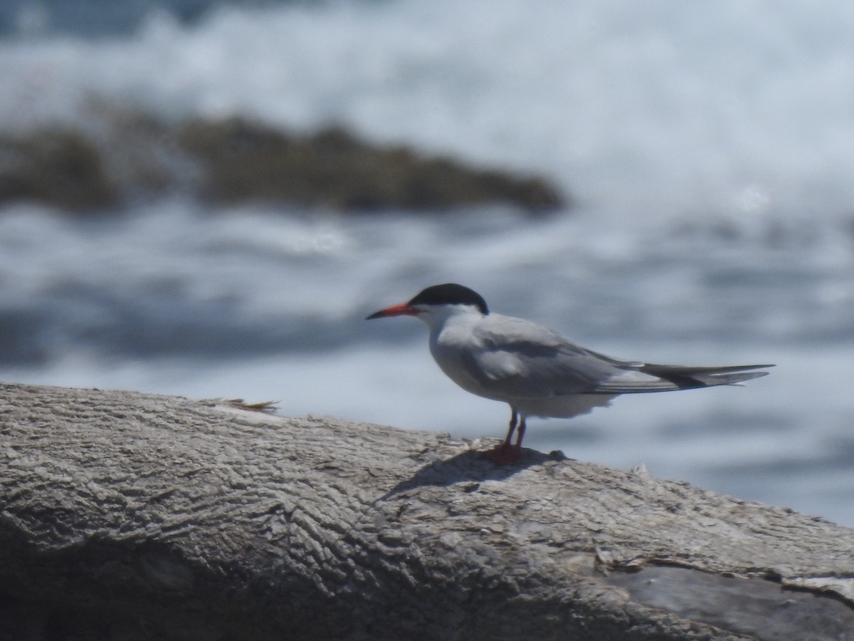 Common Tern - Javier A.V. Diaz