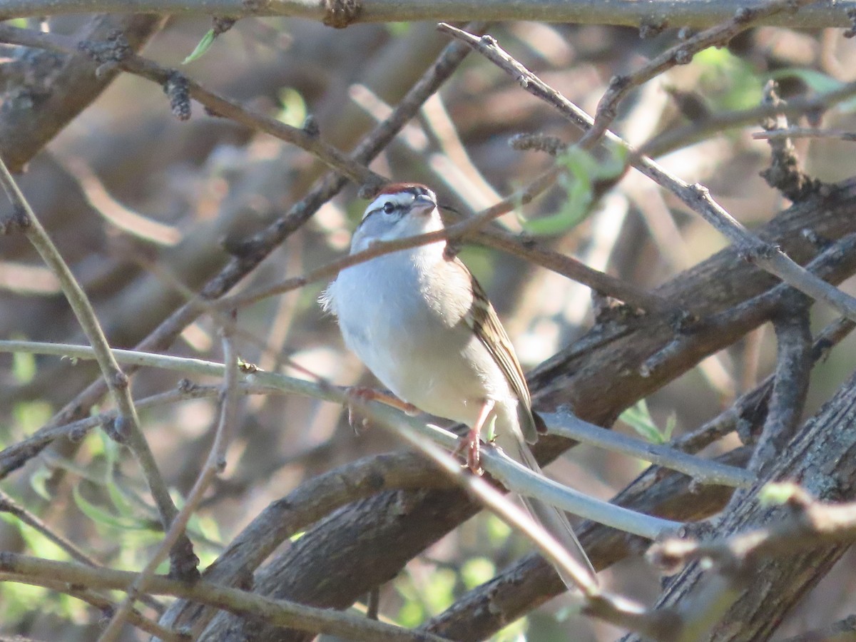 Chipping Sparrow - ML617994794