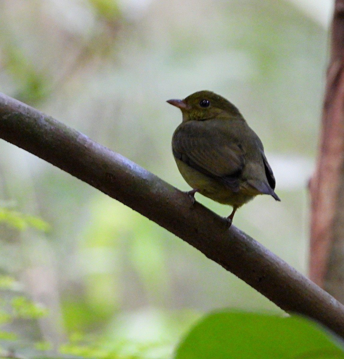 Red-capped Manakin - ML617994797