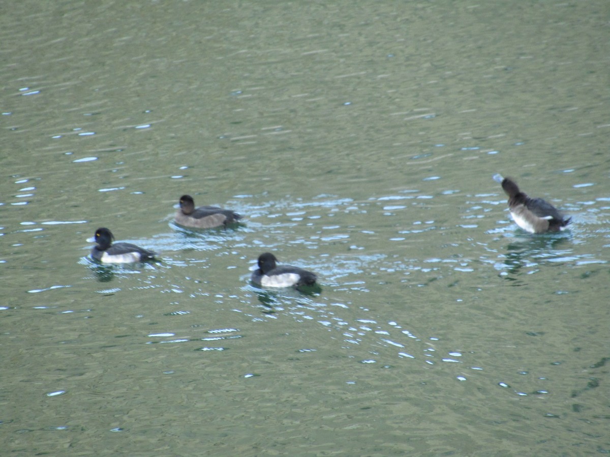 Tufted Duck - ML617994805