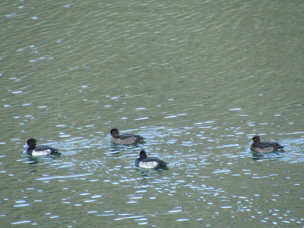 Tufted Duck - ML617994806