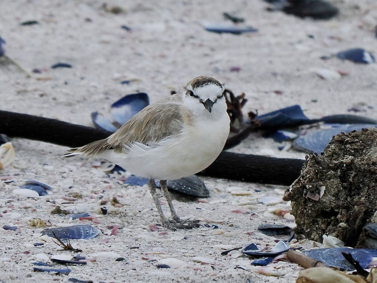 White-fronted Plover - ML617994808