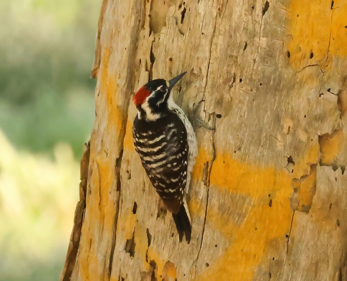 Nuttall's Woodpecker - Tom Benson