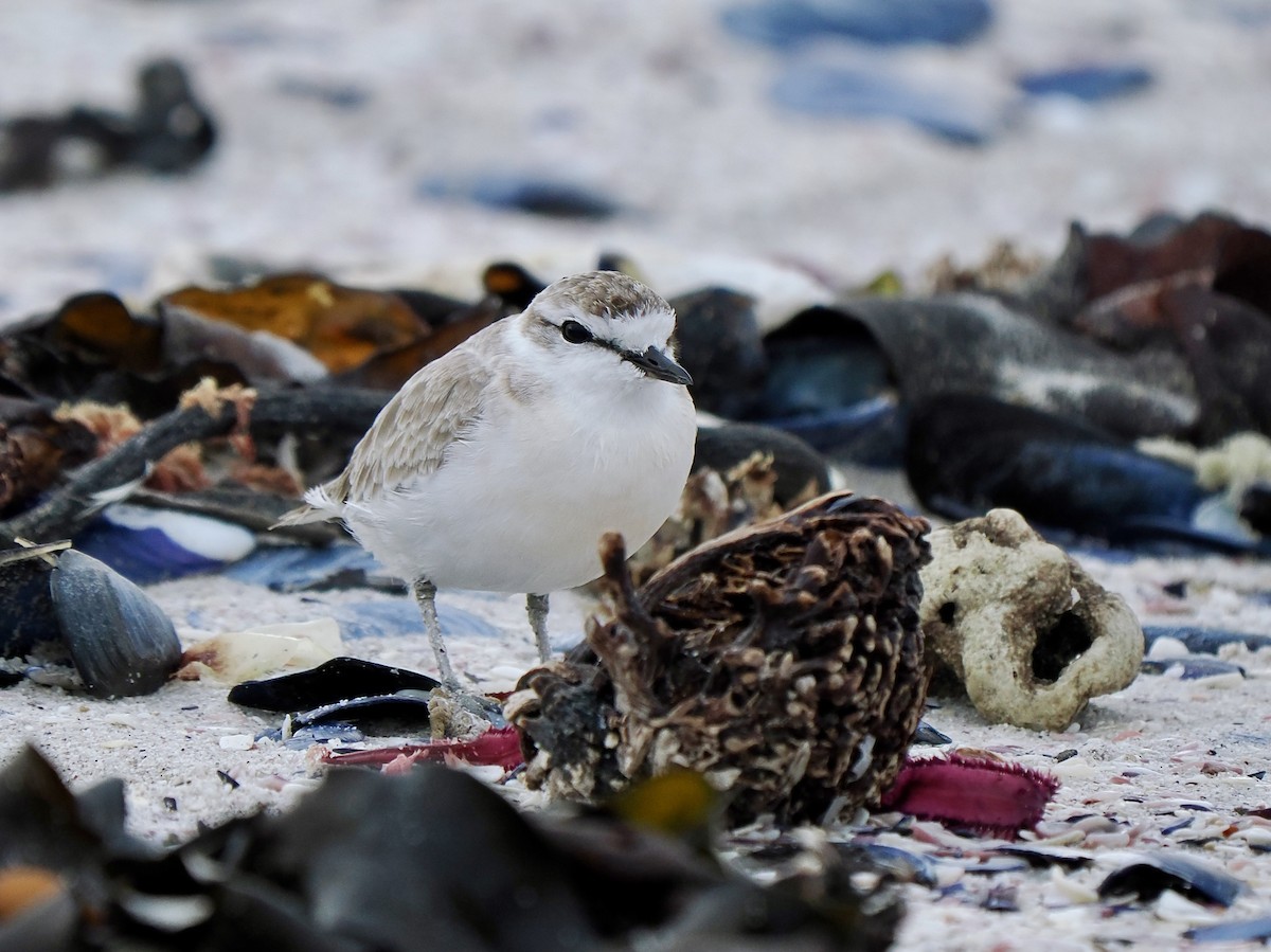White-fronted Plover - ML617994912