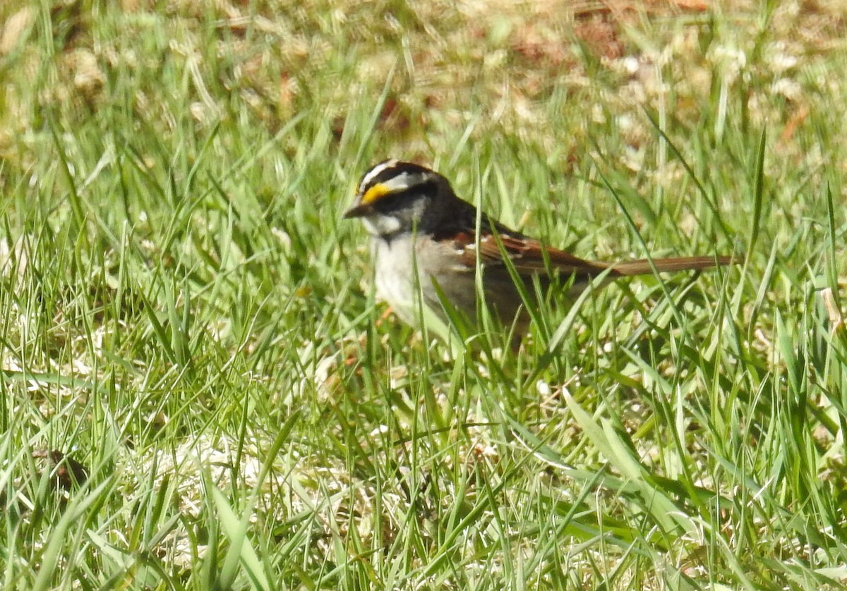 White-throated Sparrow - ML617994922