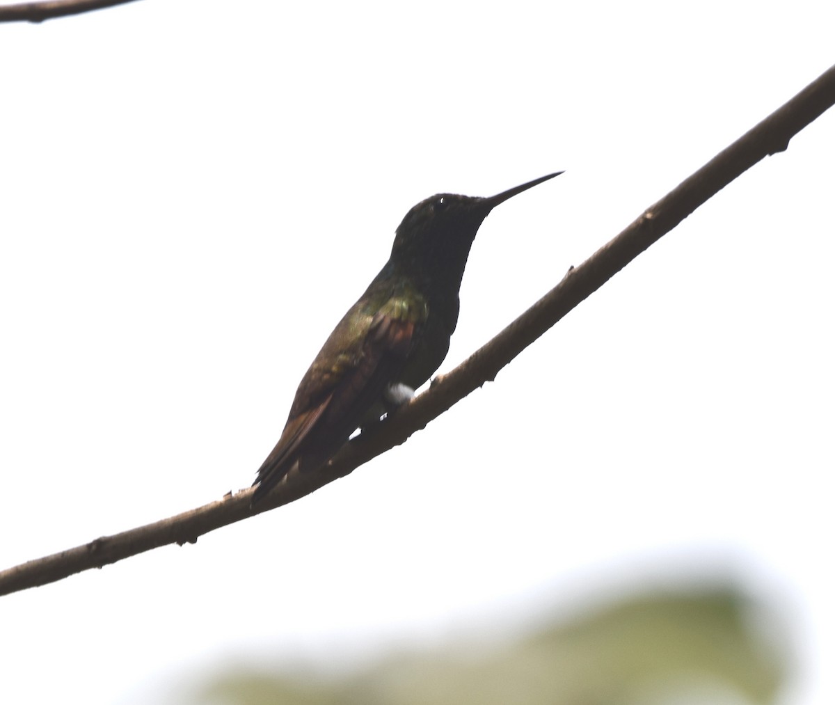 Blue-tailed Hummingbird - ML617994923