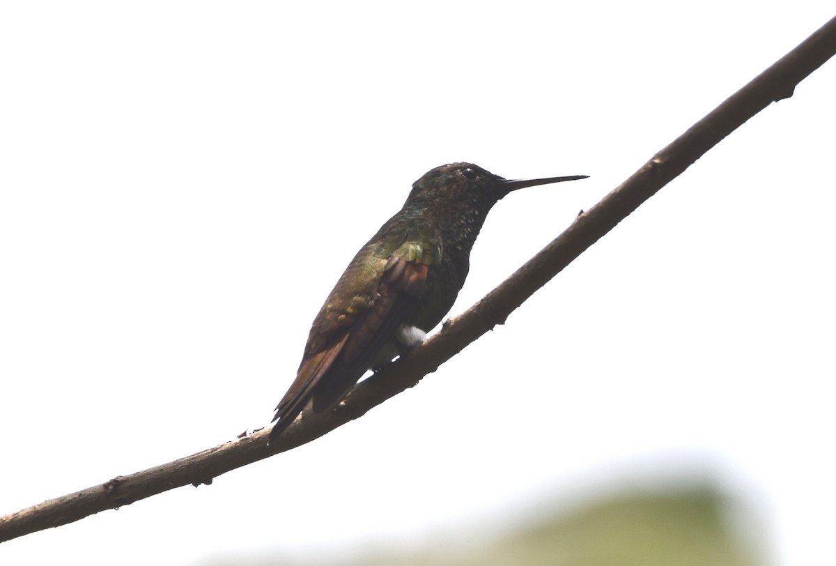 kolibřík středoamerický - ML617994924