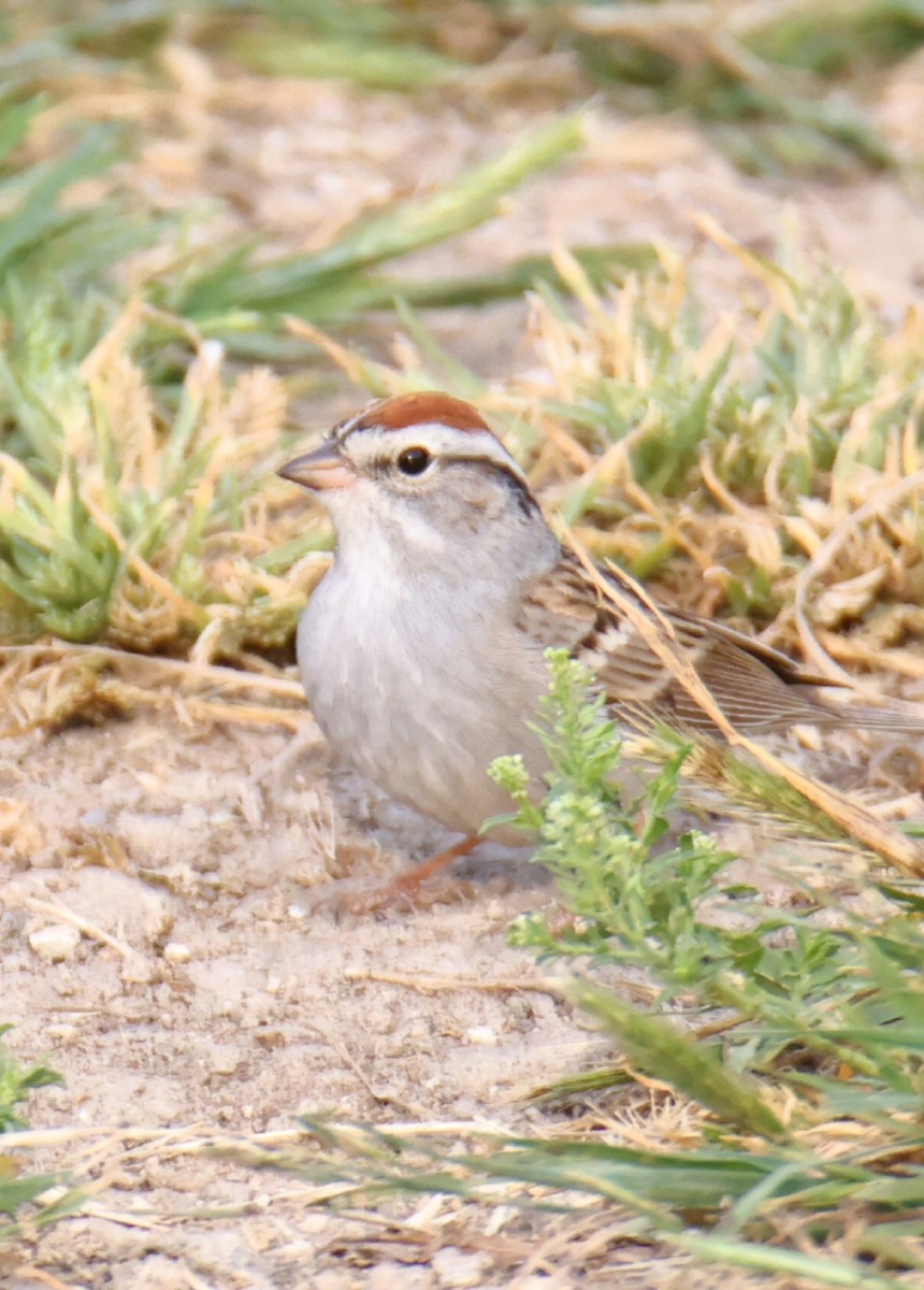 Chipping Sparrow - ML617994969