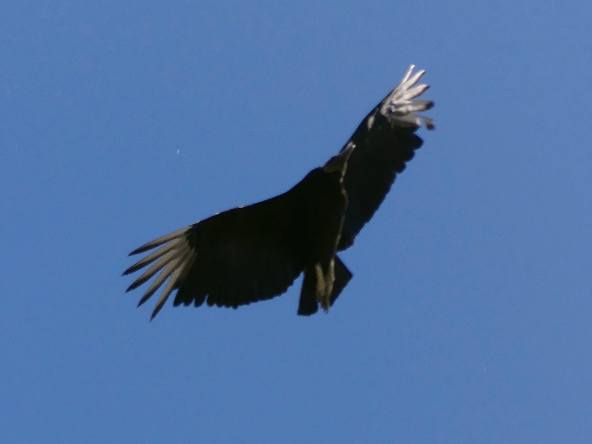 Black Vulture - ML617994973