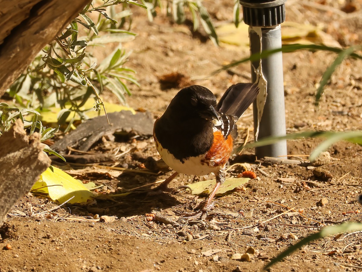 Spotted Towhee - ML617994981