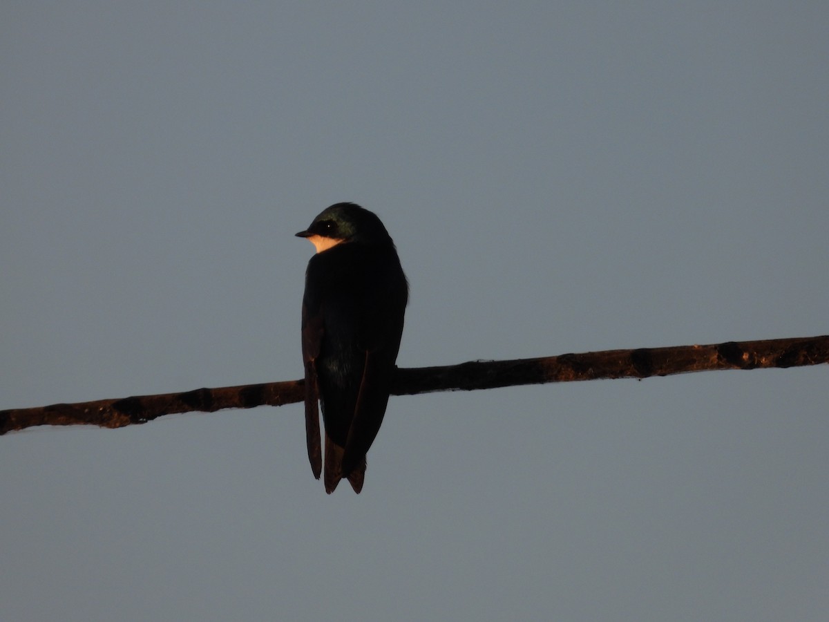 Tree Swallow - Mark Donahue