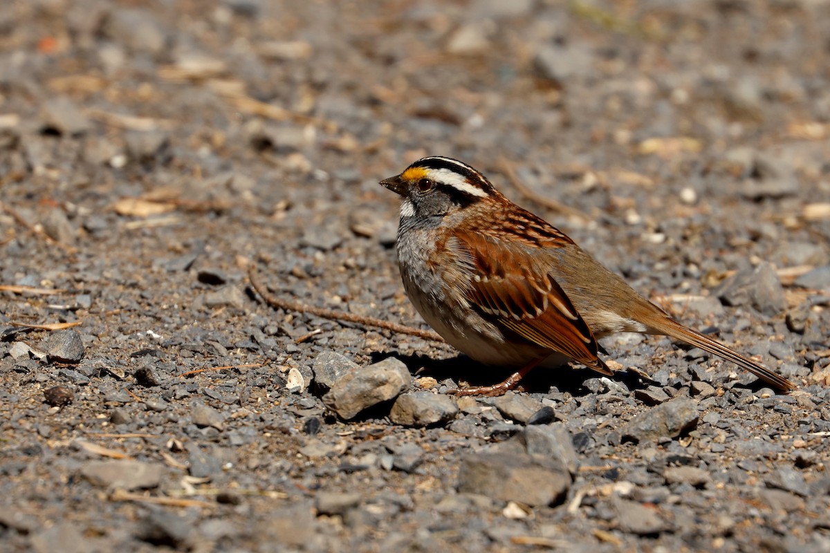 White-throated Sparrow - Maurice Raymond