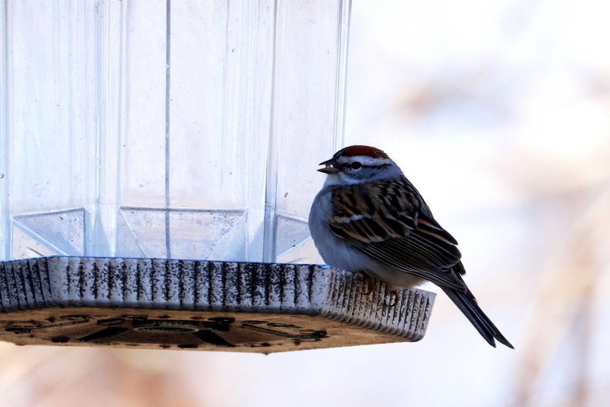 Chipping Sparrow - Maurice Raymond