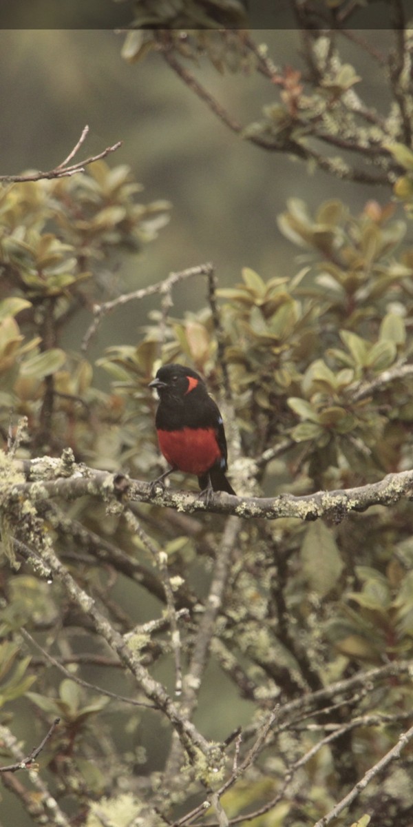 Scarlet-bellied Mountain Tanager (Scarlet-bellied) - William Rivera tapia