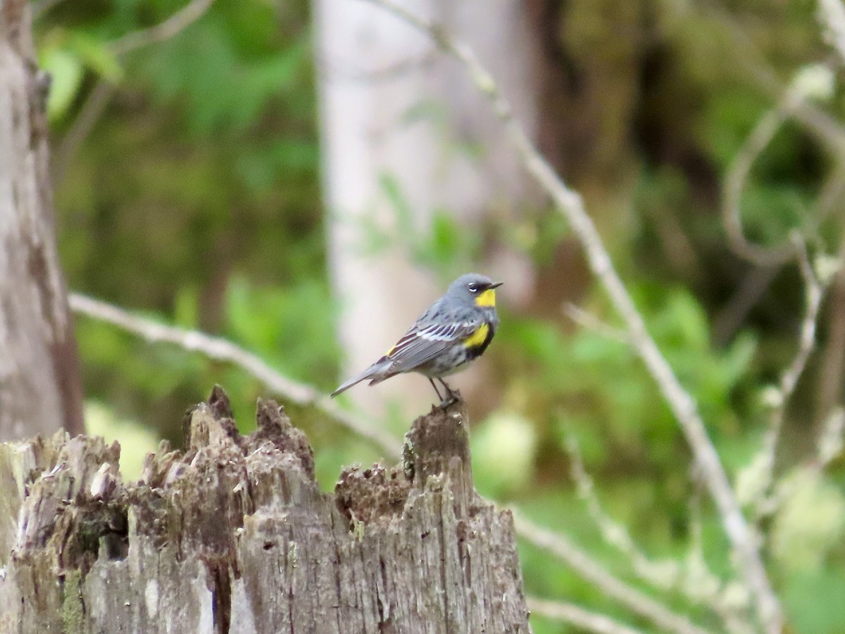 Yellow-rumped Warbler (Audubon's) - Merlyn (J.J.) Blue