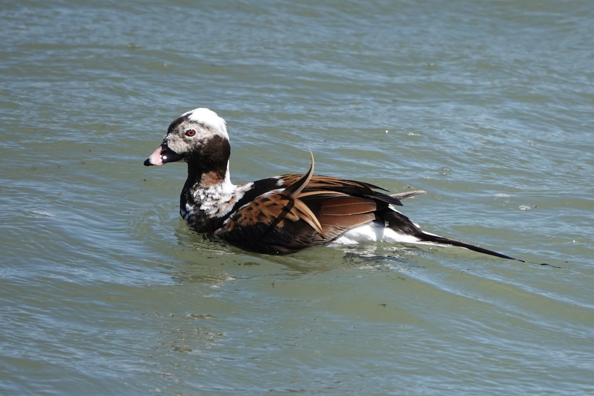 Long-tailed Duck - mc coburn
