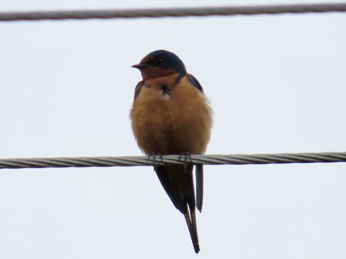Barn Swallow - Merlyn (J.J.) Blue