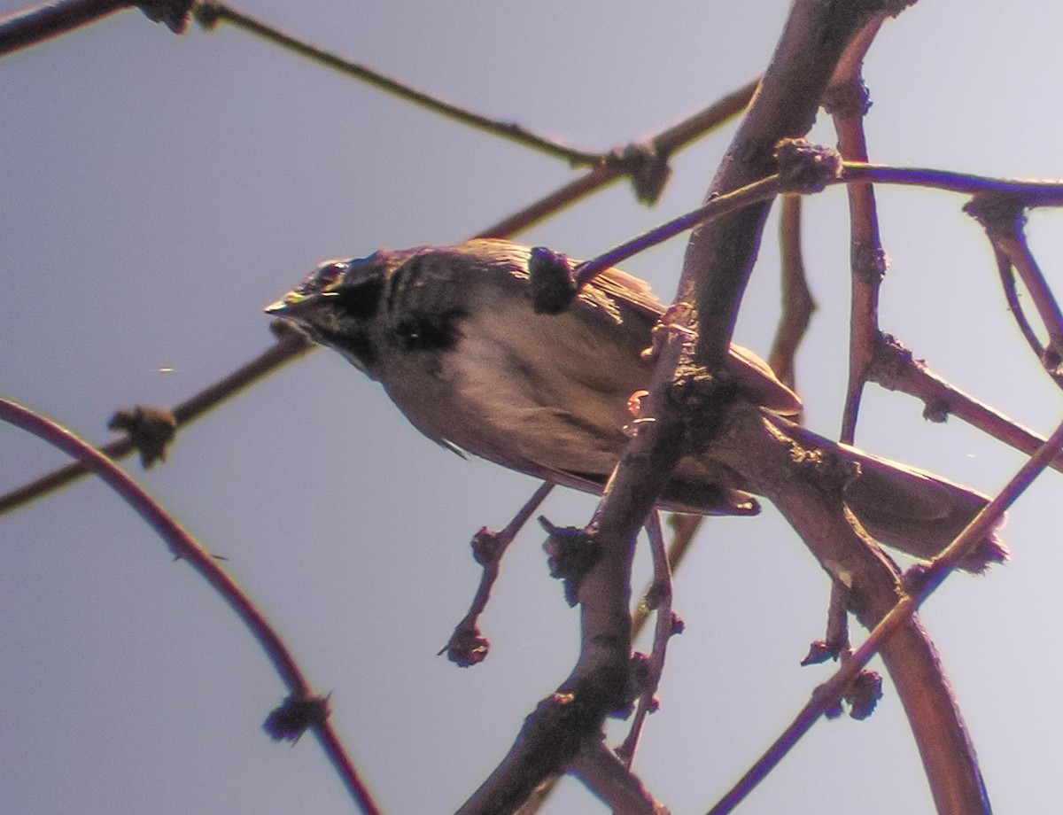 Five-striped Sparrow - ML617995106