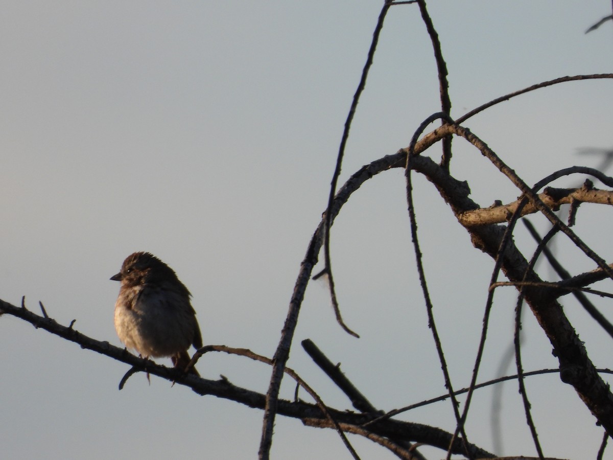 Song Sparrow - Mark Donahue