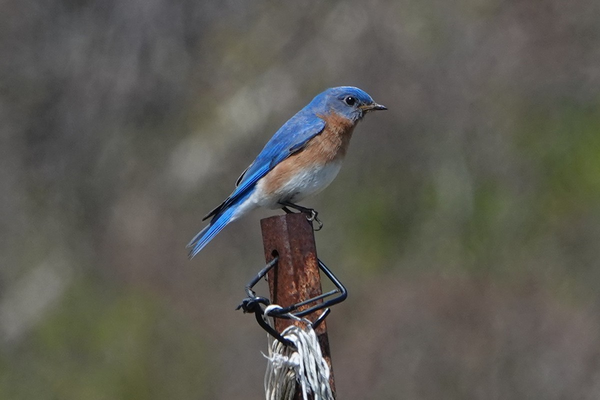 Eastern Bluebird - mc coburn