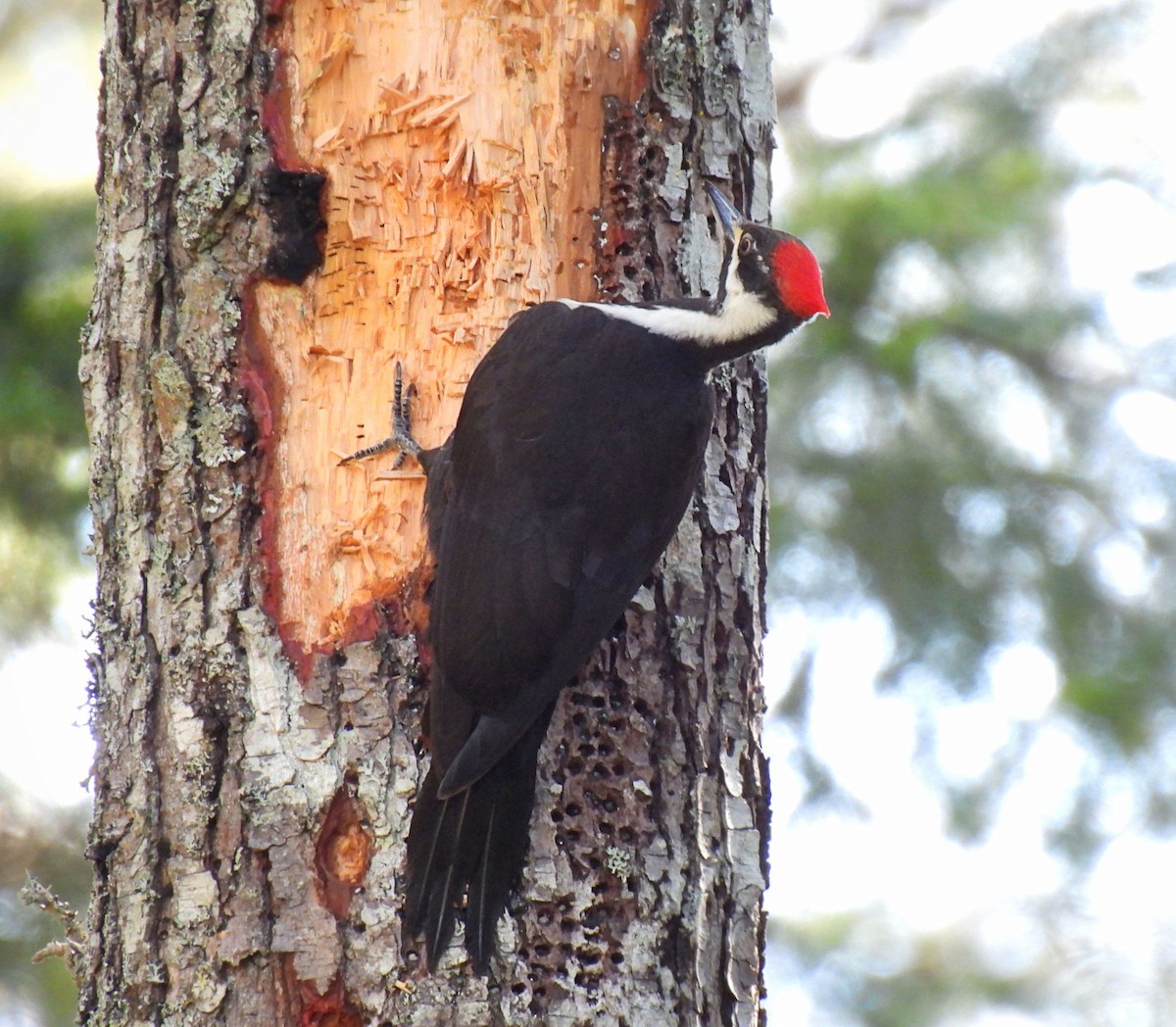 Pileated Woodpecker - ML617995144