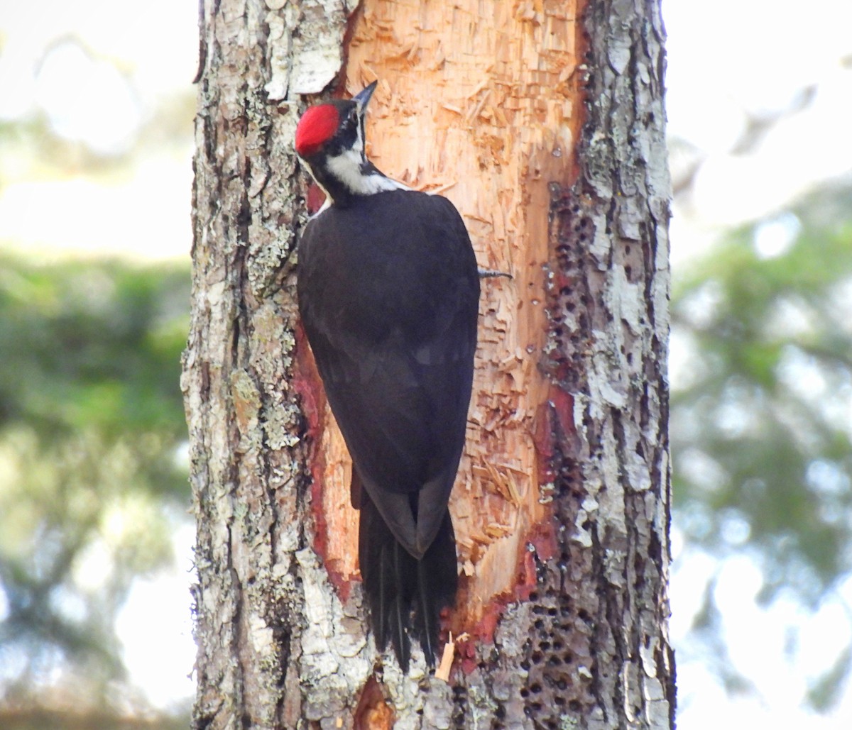 Pileated Woodpecker - ML617995152