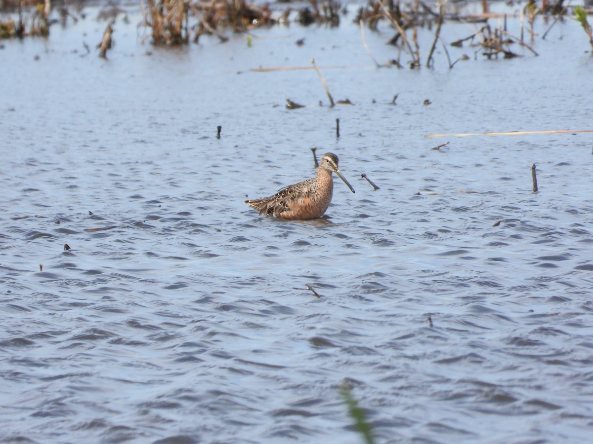 Long-billed Dowitcher - Mary Trombley