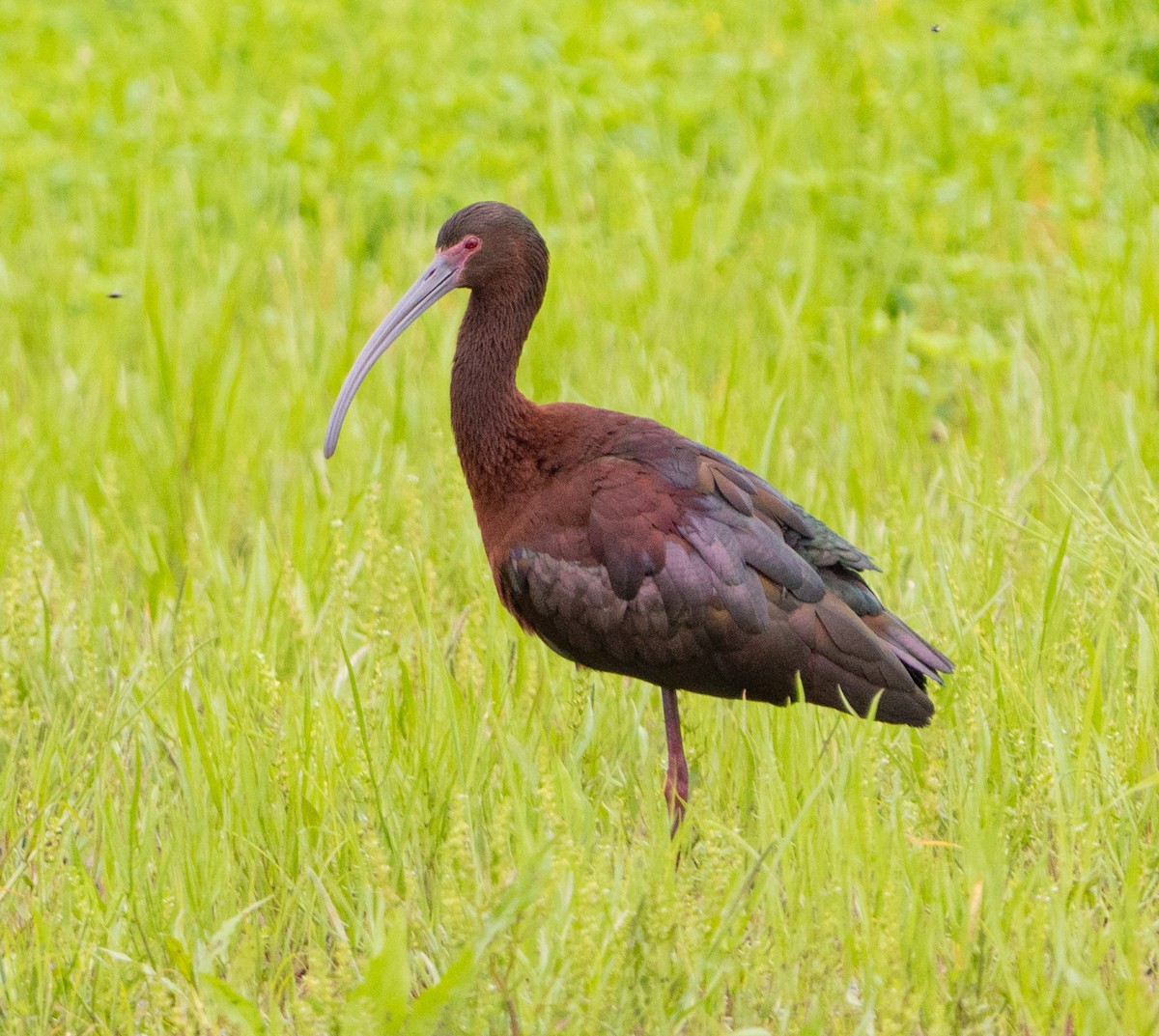 ibis americký - ML617995207
