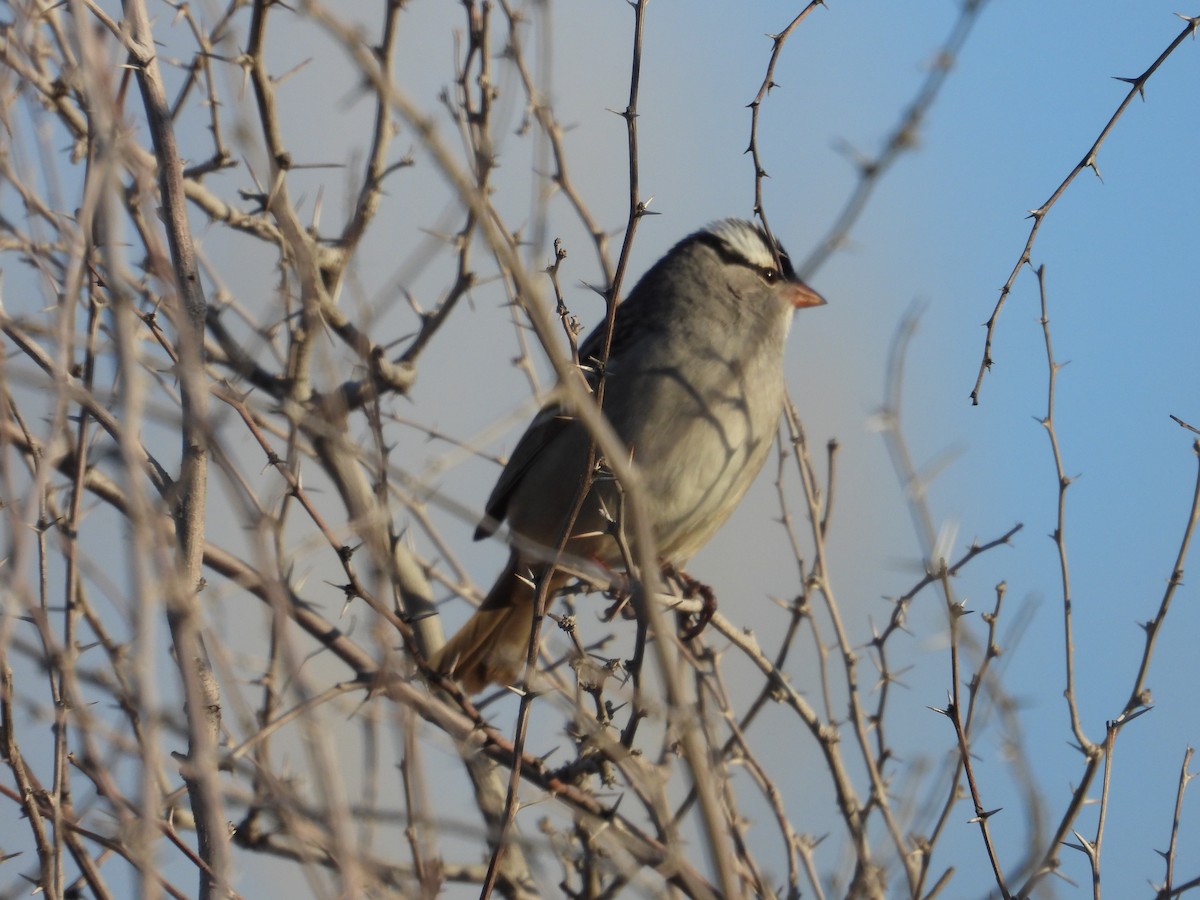 White-crowned Sparrow - Mark Donahue