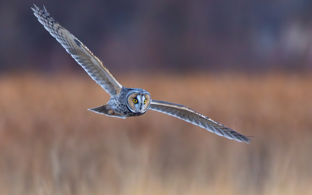 Long-eared Owl - ML617995254
