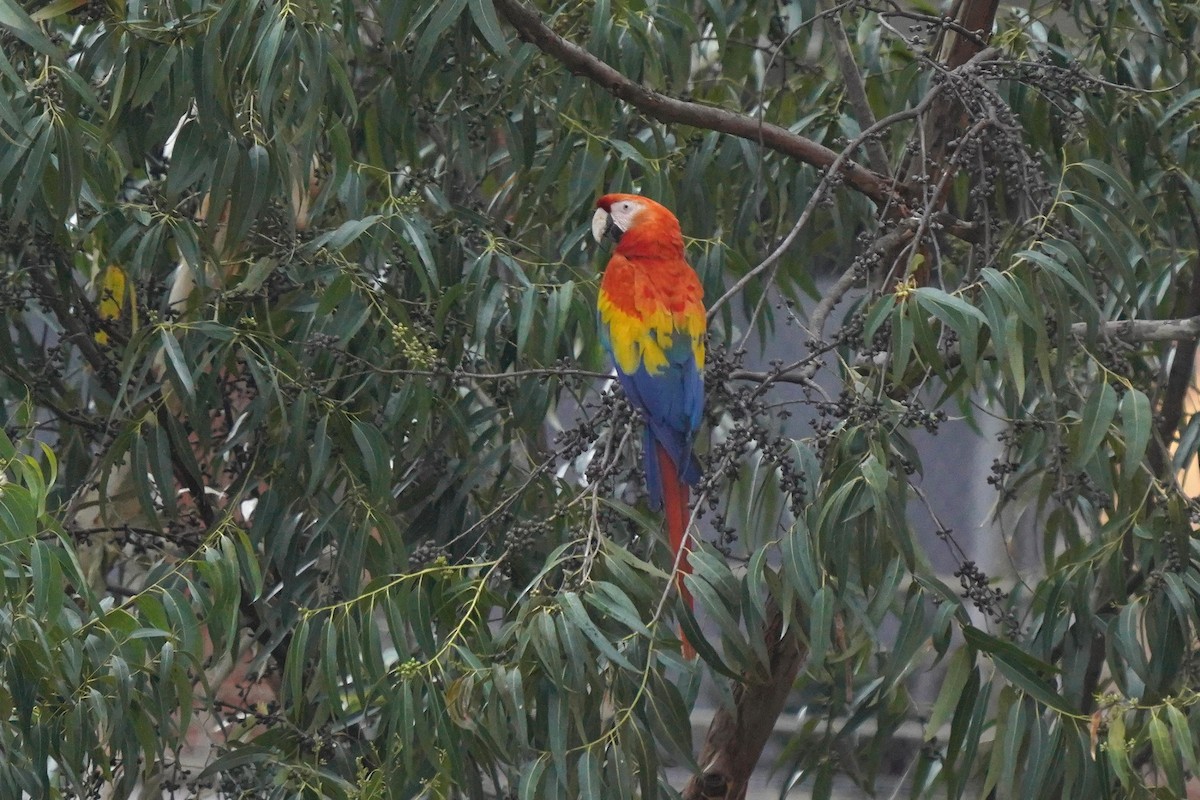 Scarlet Macaw - ML617995281