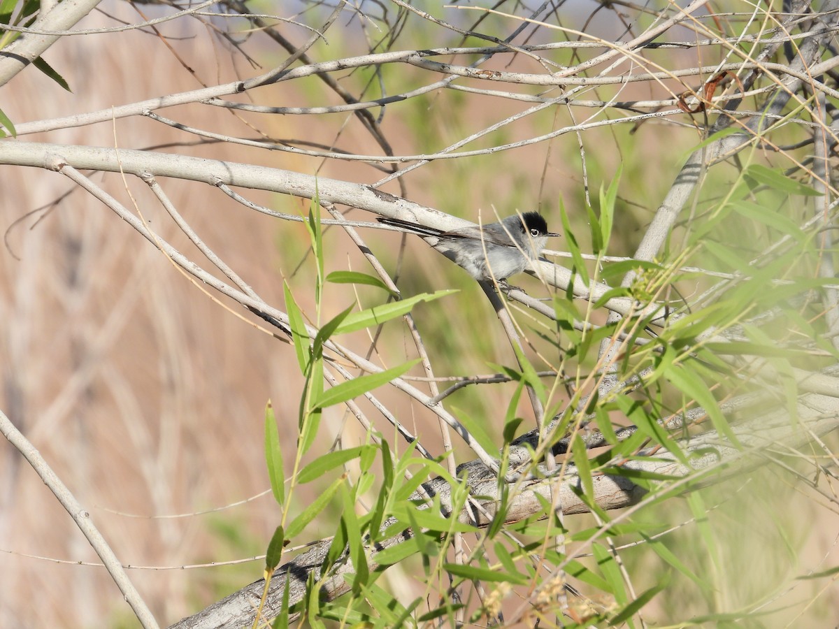Black-tailed Gnatcatcher - ML617995291
